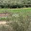land for sale nikokleia paphos 1270120 thumbnail 5547617