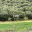 land for sale nikokleia paphos 1270120 thumbnail 5547619