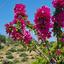3 bedroom detached house for sale kritou tera paphos 8890320 thumbnail 17318648
