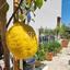 3 bedroom detached house for sale kritou tera paphos 8890320 thumbnail 17318656