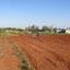 land for sale avgorou famagusta 8833720 thumbnail 17009774
