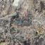land for sale mitsero nicosia 7750820 thumbnail 10273751