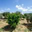 2 bedroom apartment for rent mesogi paphos 8765130 thumbnail 16557114