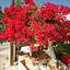 studio restaurant for sale tala paphos 8238630 thumbnail 14244484