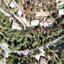 studio detached house for sale kakopetria nicosia 7873740 thumbnail 13246030
