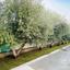 3 bedroom detached house for rent pyrgos limassol limassol 8587940 thumbnail 17531711