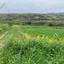 land for sale stroumbi paphos 8664940 thumbnail 17010274
