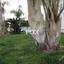 5 bedroom detached house for sale linopetra limassol 1147950 thumbnail 5489769