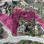 land for sale kato pyrgos nicosia 8274950 thumbnail 15156531