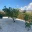 5 bedroom detached house for sale coral bay paphos 8442060 thumbnail 15033341