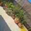 3 bedroom semi detached house for sale kolossi limassol 1855160 thumbnail 6742310