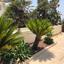 4 bedroom detached house for sale pervolia larnaca 1319860 thumbnail 5560571