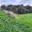 land for sale pissouri limassol 1616860 thumbnail 6608478