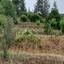 land for sale kakopetria nicosia 8473070 thumbnail 15215389