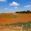 land for sale ormideia larnaca 7993270 thumbnail 14128556