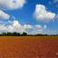land for sale ormideia larnaca 7993270 thumbnail 14128560