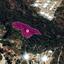land for sale neo chorio paphos 8237570 thumbnail 14230868