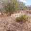 land for sale agia marina kelokedaron paphos 1554670 thumbnail 16550072