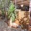 4 bedroom bungalow for sale deryneia famagusta 7788870 thumbnail 13134654