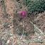 plot for sale pigenia nicosia 8274870 thumbnail 15155898