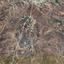 land for sale pentalia paphos 7806080 thumbnail 15460994