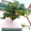 2 bedroom town house for rent nicosia walled old city nicosia 8705280 thumbnail 16248671