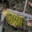 plot for sale pera pedi limassol 1735380 thumbnail 14371511