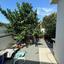 3 bedroom detached house for rent tremithousa paphos 8897480 thumbnail 17346166