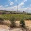 land for sale stroumbi paphos 7703580 thumbnail 15594780