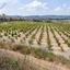land for sale stroumbi paphos 7703580 thumbnail 15594781