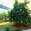 5 bedroom detached house for sale potamos germasogeias limassol 7739780 thumbnail 12373514