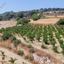 land for sale pano akourdalia paphos 7703590 thumbnail 16700715
