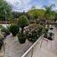 3 bedroom bungalow for sale paramytha limassol 8522301 thumbnail 15406443
