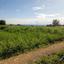 land for sale kouklia pafou paphos 1721401 thumbnail 15597120
