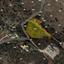 land for sale parekklisia limassol 1688811 thumbnail 4425336