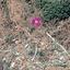 plot for sale pigenia nicosia 1649811 thumbnail 5661601