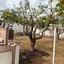 3 bedroom detached house for rent kapsalos limassol 8225321 thumbnail 14919098