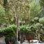 5 bedroom detached house for sale aphrodite hills paphos 8785321 thumbnail 16649099