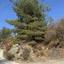 land for sale kyperounta limassol 8793421 thumbnail 16700694