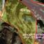 land for sale kalo chorio lemesou limassol 8238821 thumbnail 13819537