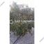 4 bedroom detached house for sale palaiometocho nicosia 8499921 thumbnail 15633320