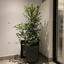 2 bedroom apartment for rent mesa gitonia limassol 8076431 thumbnail 14619279