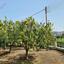 4 bedroom detached house for sale psevdas larnaca 8343431 thumbnail 17354916