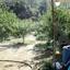 1338 SQM Plot for sale in Spilia, Nicosia thumbnail 5159291