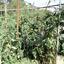 plot for sale spilia nicosia 1152631 thumbnail 5159279