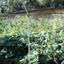 plot for sale spilia nicosia 1152631 thumbnail 5159283