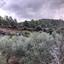 land for sale kellaki limassol 943731 thumbnail 1860881