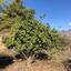 land for sale kellaki limassol 943731 thumbnail 1860882