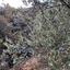 land for sale kellaki limassol 943731 thumbnail 1860883