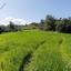 land for sale klirou nicosia 1256931 thumbnail 15600850